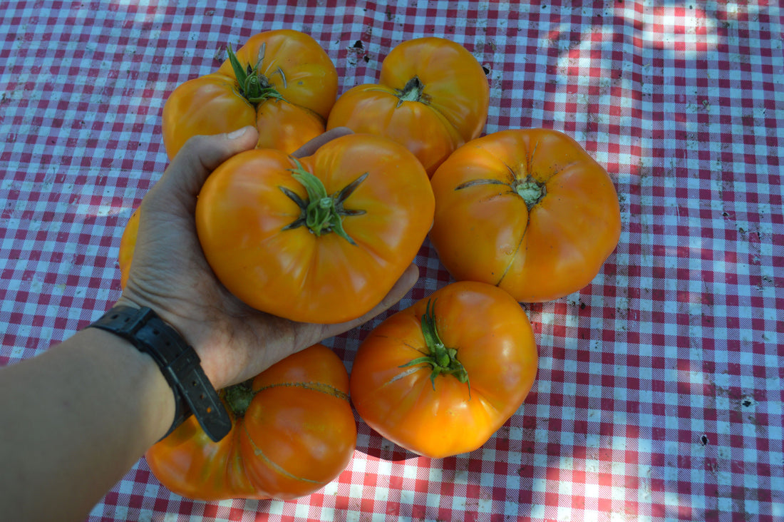Yellow Brandywine Tomato
